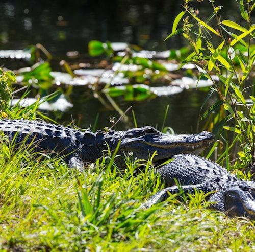 Dlaczego krokodyle nie atakują kapibar?
