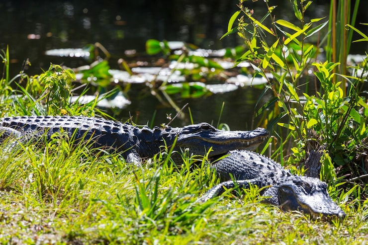 Dlaczego krokodyle nie atakują kapibar?