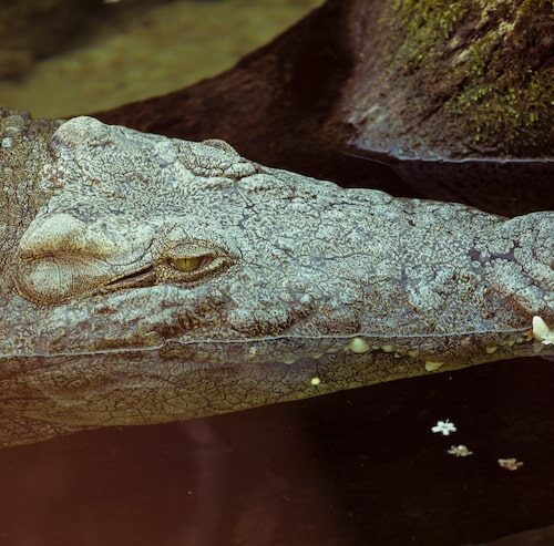 Ile kręgów szyjnych ma aligator?