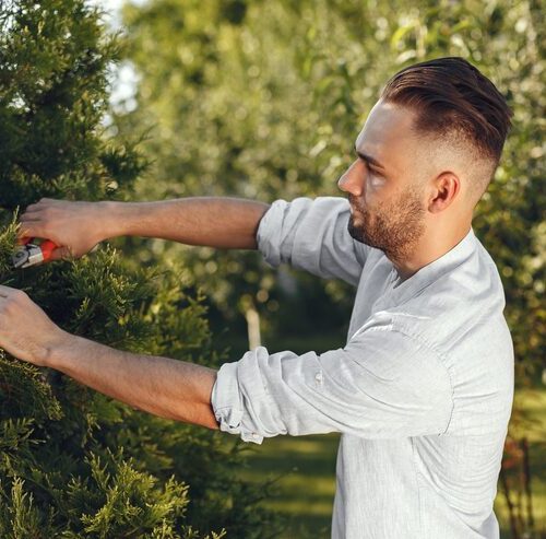 Jak przycinać tuje, żeby były gęste?