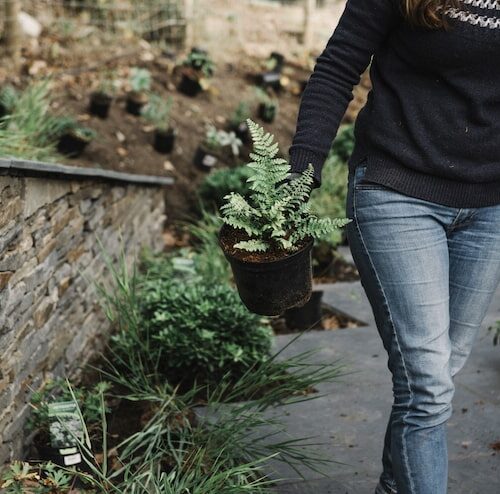 Co posadzić przed domem od strony północnej?