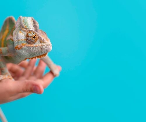Jak Umiera Kameleon?
