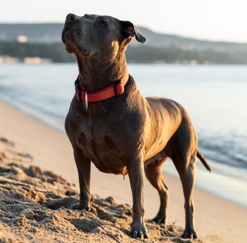 Cane Corso ile żyją