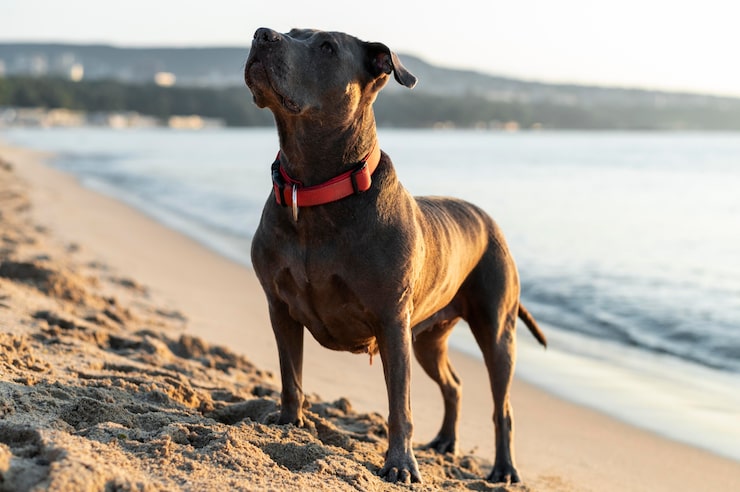 Cane Corso ile żyją