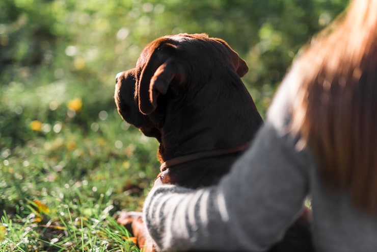 Dlaczego Pies Kładzie Się Tyłem?