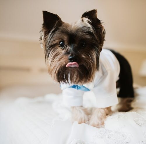 Dlaczego shih tzu mlaska?