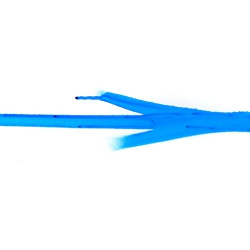 Jałowiec Blue Arrow, jak szybko rośnie