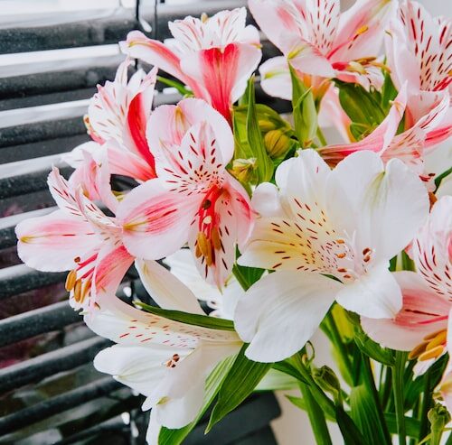 Amarylis sztuczny jak żywy?