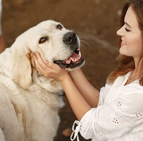 Czy Golden Retriever ma włosy?