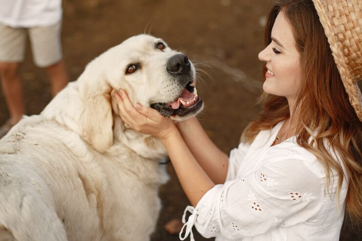 Czy Golden Retriever ma włosy?