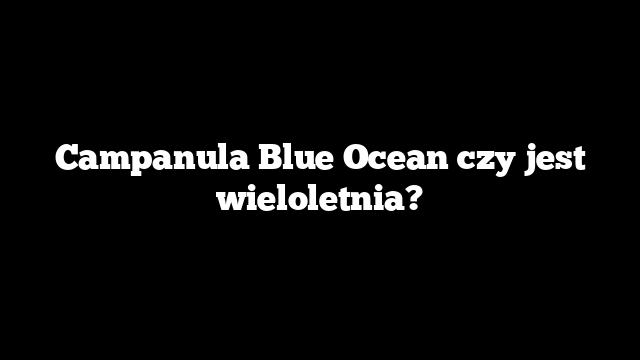 Campanula Blue Ocean czy jest wieloletnia?
