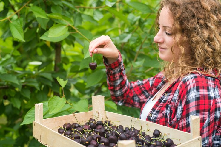 Na jakich pędach owocuje jeżyna? Podstawy przycinania i pielęgnacji jeżyn