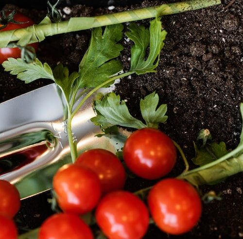 Gnojówka z liści pomidorów – co podlewać – Zastosowanie naturalnej gnojówki w ogrodzie